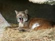 Yawning lynx