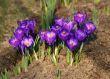 Crocus