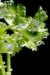 parsley in water closeup