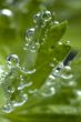 parsley in water