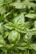 Green basil