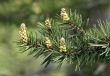 Runaways of a pine close-up