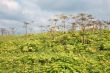 Thickets Heracleum