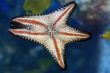 Star Fish