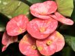 Crown of Thorns