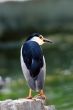 Night Heron