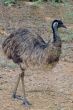 Ostrich