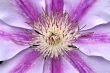 Clematis