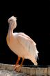 Pelican