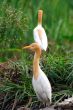 Egrets