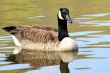 Canadian Goose