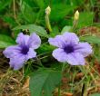 Desert Petunia