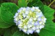 hydrangea