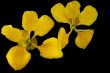 Avaaram Poo (Tanner`s Cassia)