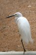 Egret