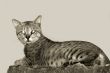 Cat on the Wall