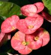 euphorbia