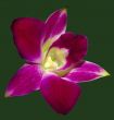 Pink Orchid