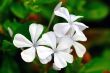 White Periwinkle