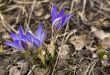 snowdrops