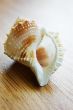 Seashell over wood texture