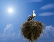 stork family in the nest under blue sky