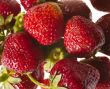 fresh tasty strawberry on bright background