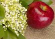 With love. Still-life. lily of the valley and apple on the burla