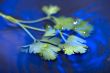 parsley on blue water closeup