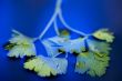 parsley on blue water macro
