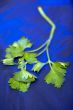 parsley on blue water
