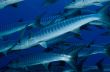 Schooling Barracuda, Solomon Islands