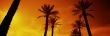 Silhouette of Date Palms