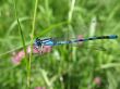 Dragonfly Coenagrion puella