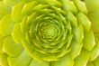 Beautiful Succulent Abstract