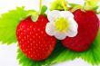 Strawberries and flowers on white background. Focus on the flowe