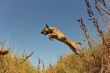 jumping malinois