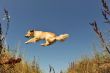 jumping dog