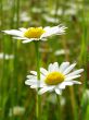 wild daisies