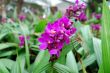 Tropical violet flowers
