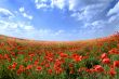 Poppy landscape on the sunny day