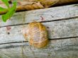 snail