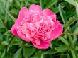 pink peony