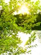 sun