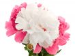 pink and white