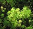 pond plant