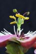 passion flower