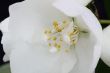 Philadelphus