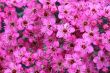 spiraea  japonica