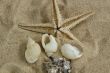starfish and shells